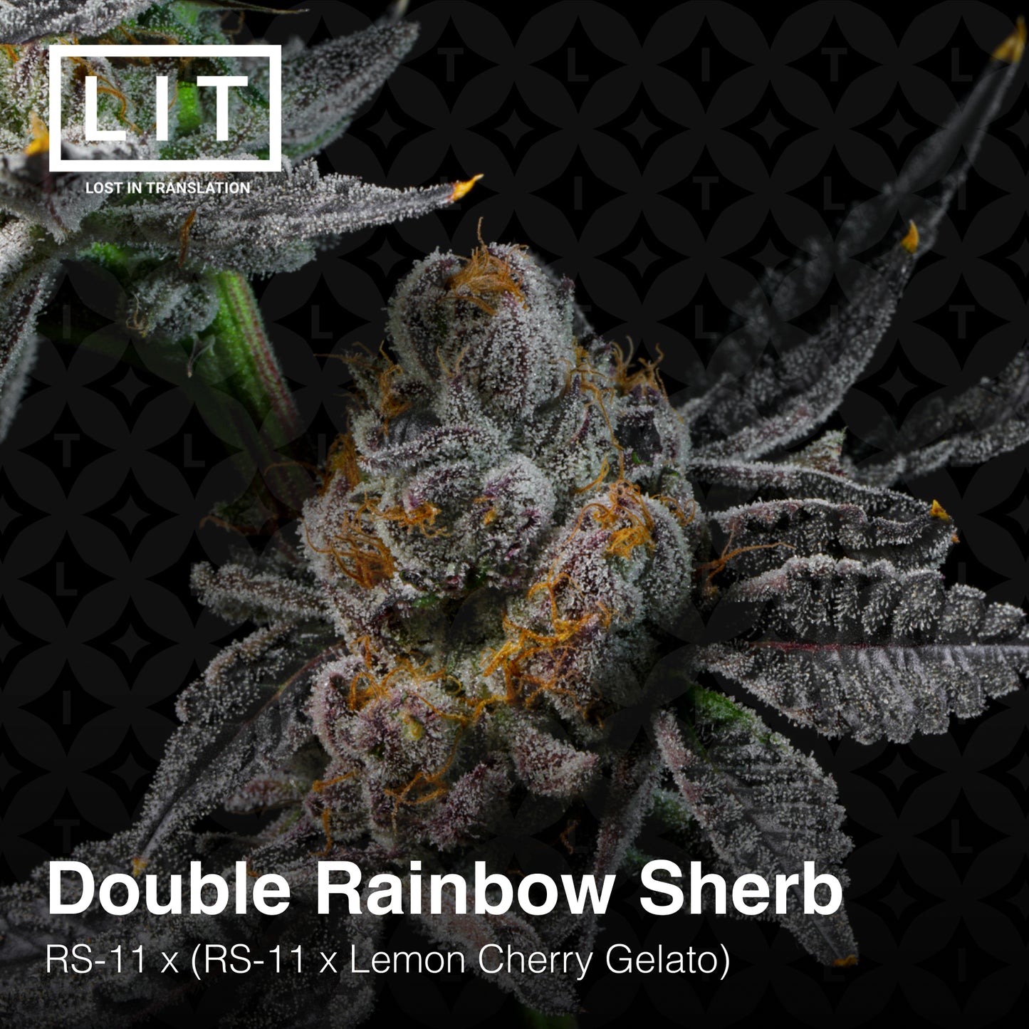 DOUBLE RAINBOW SHERB (FEM)