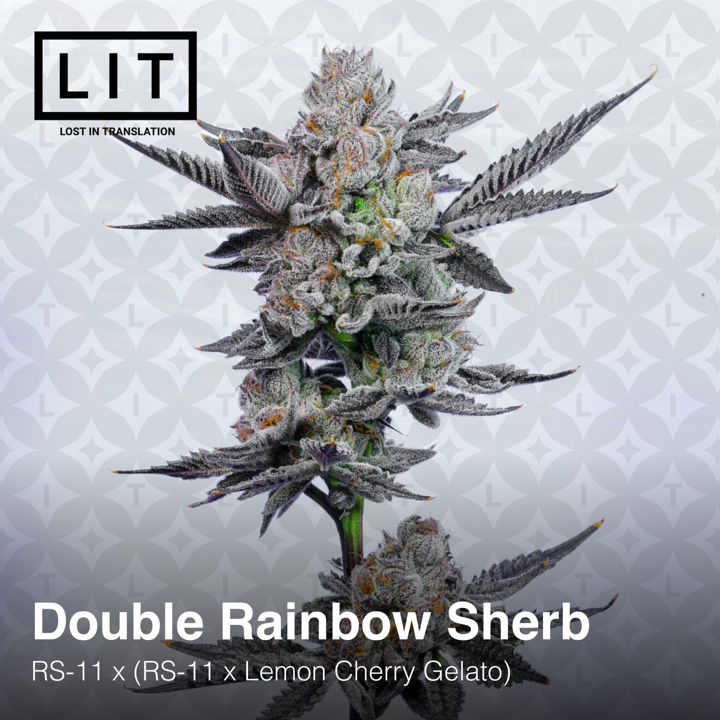 DOUBLE RAINBOW SHERB (FEM)