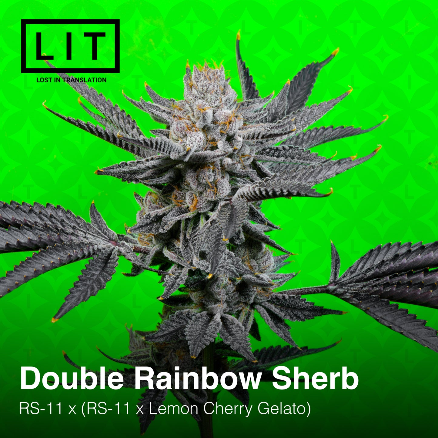 DOUBLE RAINBOW SHERB (FEM)