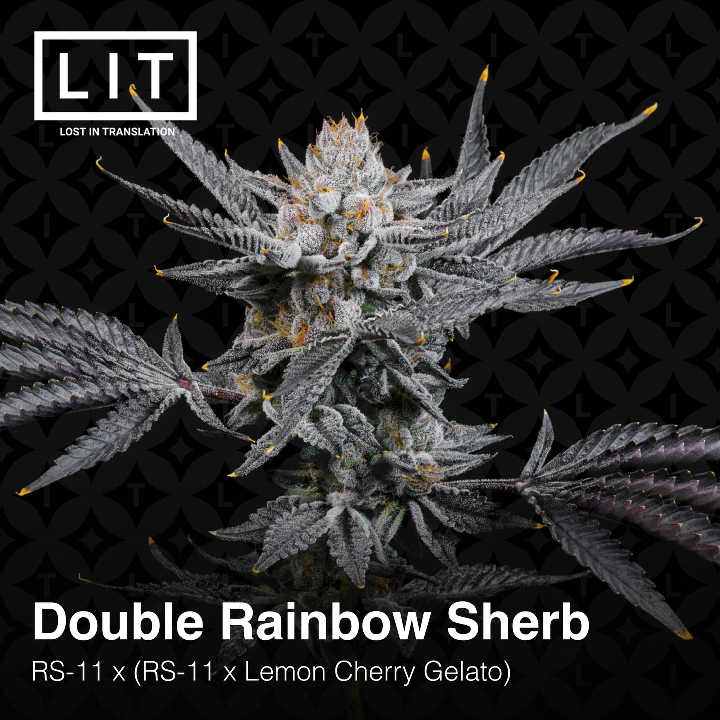 DOUBLE RAINBOW SHERB (FEM)