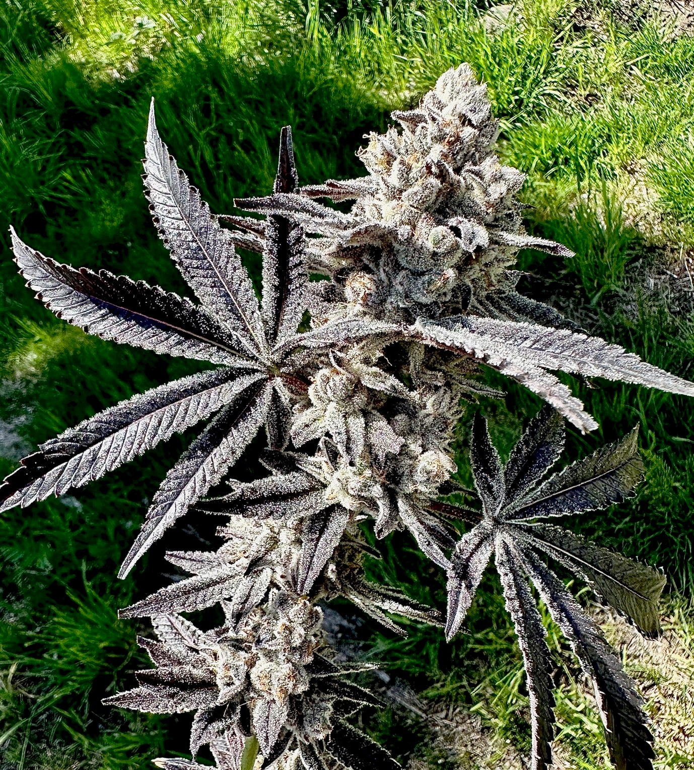 Drippin Ain't Eazy (Drip Station x Gary Poppins) Exotic Genetix