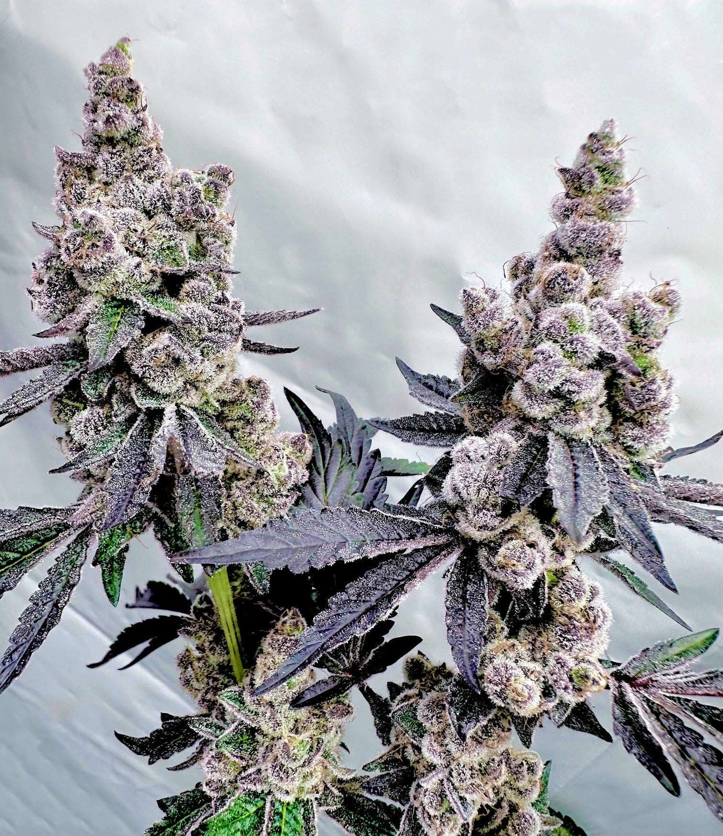 EXOTIC GENETIX Drizzle Beach (Drip Station x Bahama Berry) STRAIN FEMINIZED CANNABIS SEEDS