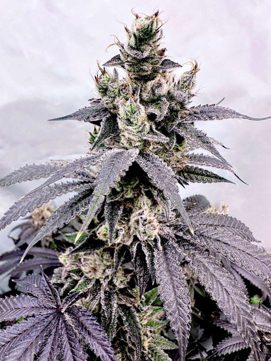 Mother: Next Level Reversal: Grape Jubilee (Berry Bubba x Cereal Milk) Exotic Genetix