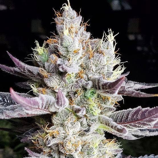 BOOBERRY COOKIES RBX FEM