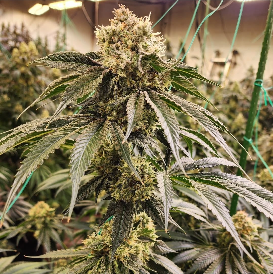 DIRTY BANANA GEN 1 FAST FEM Ethos Genetics