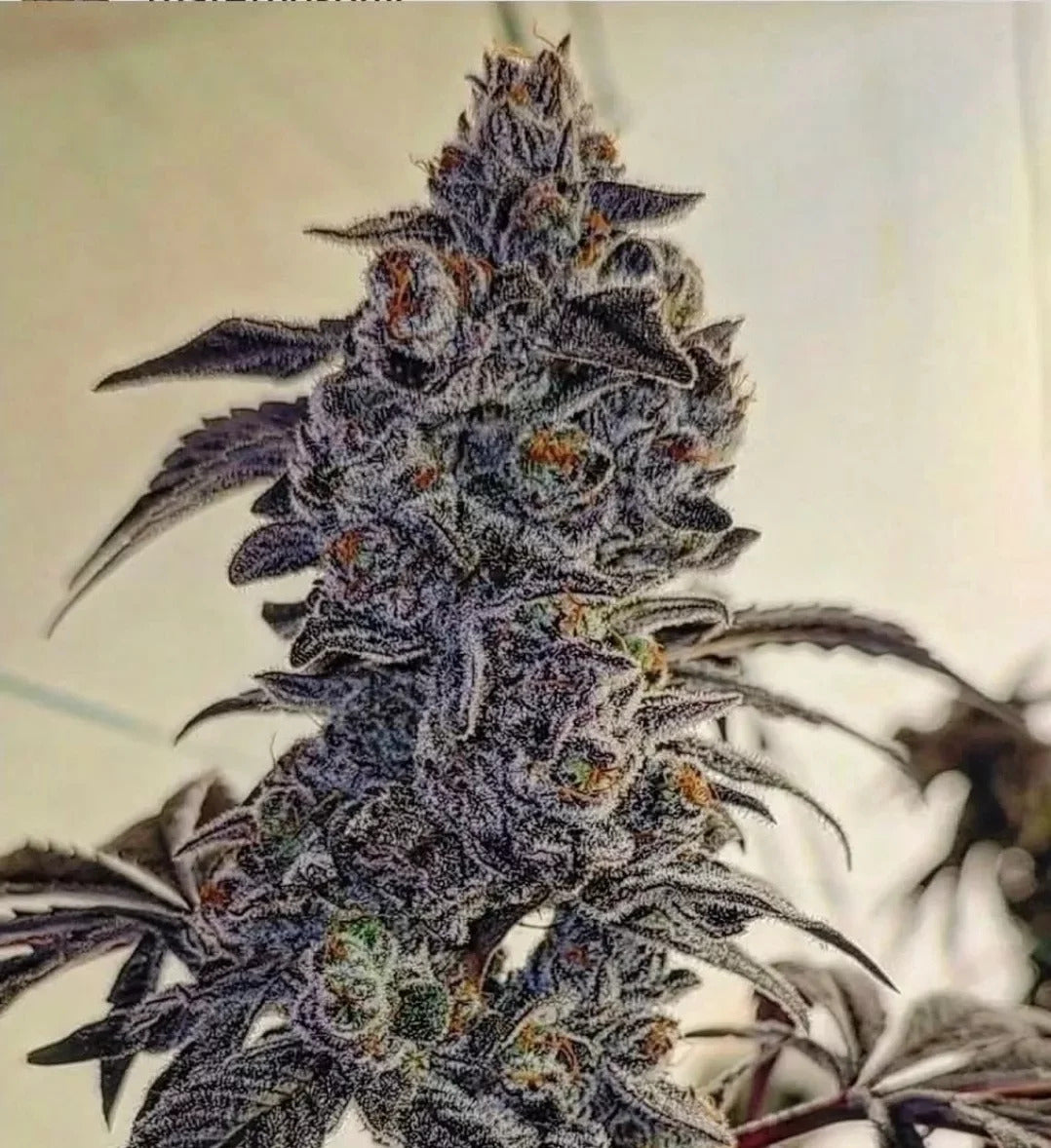 FUEGO'Z R1 FEM Ethos Genetics