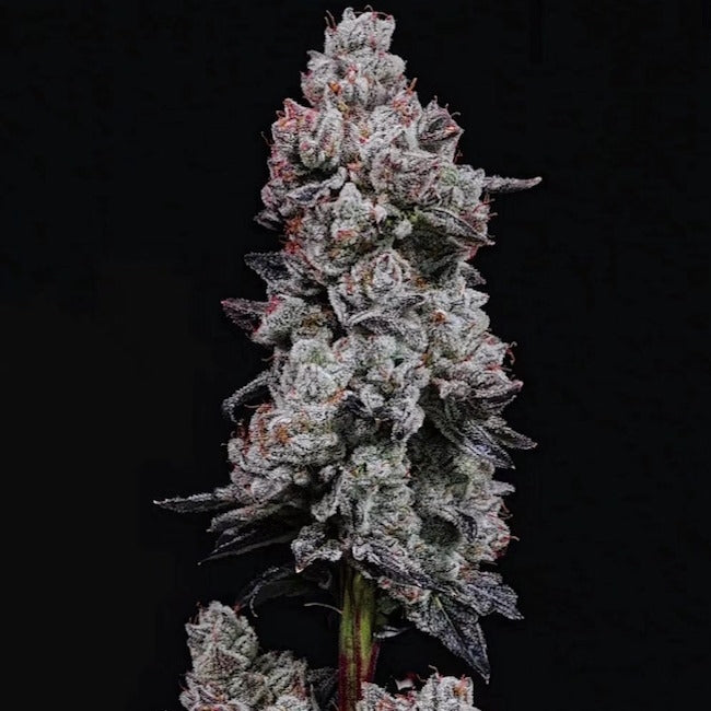 LEMON CHERRY GELATO RF3 AUTO FEM