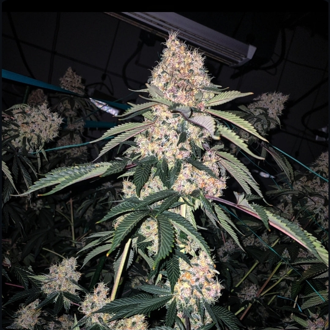 LEMON WHHIP HAZE IBL FEM