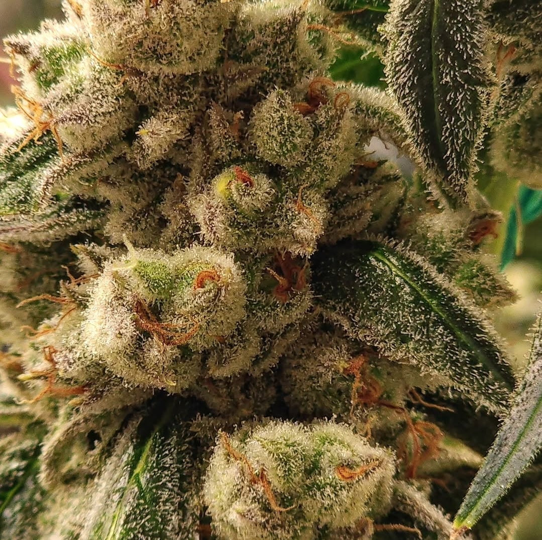 PLUTO COOKIES IBL AUTO FEM