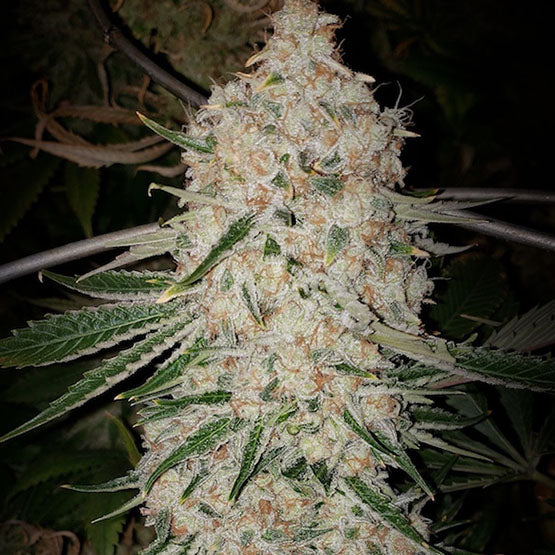PLUTO CUT RF3 AUTO FEM