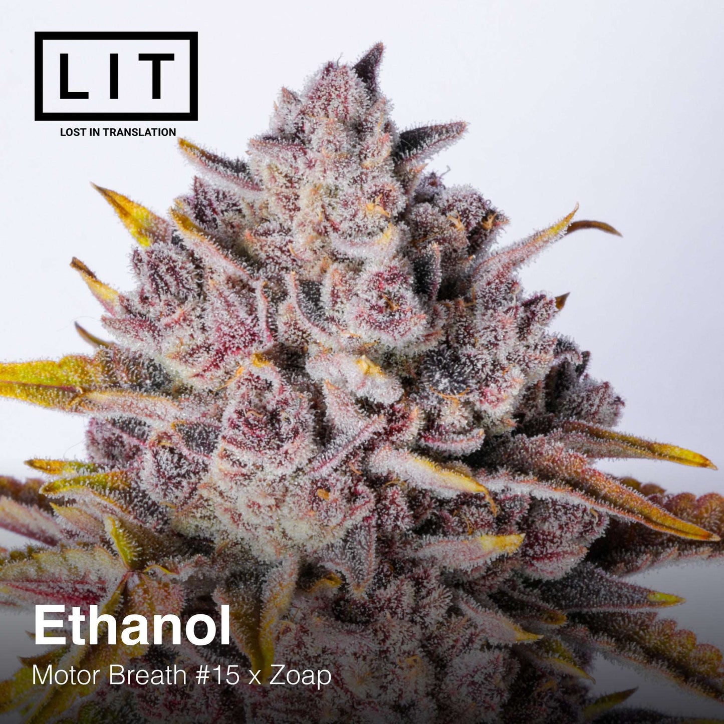 ETHANOL (FEM)