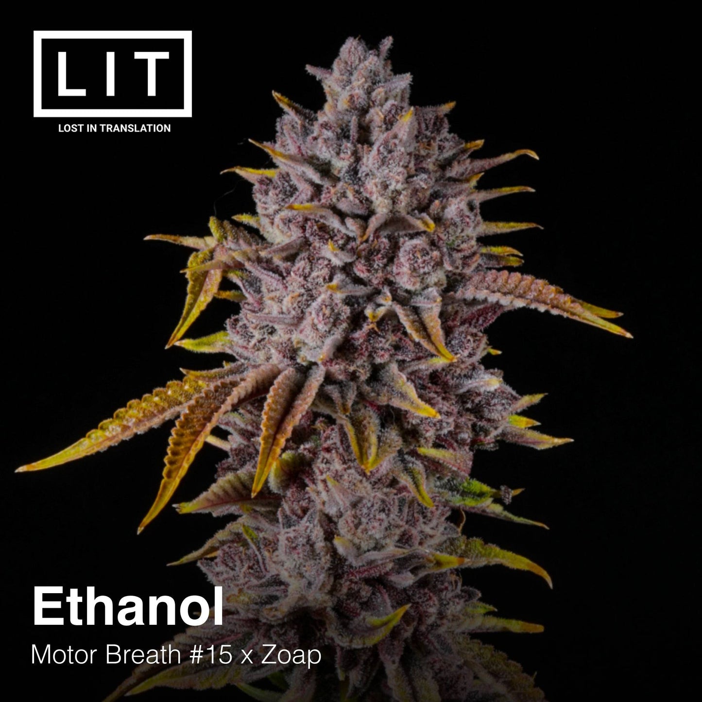 ETHANOL (FEM)