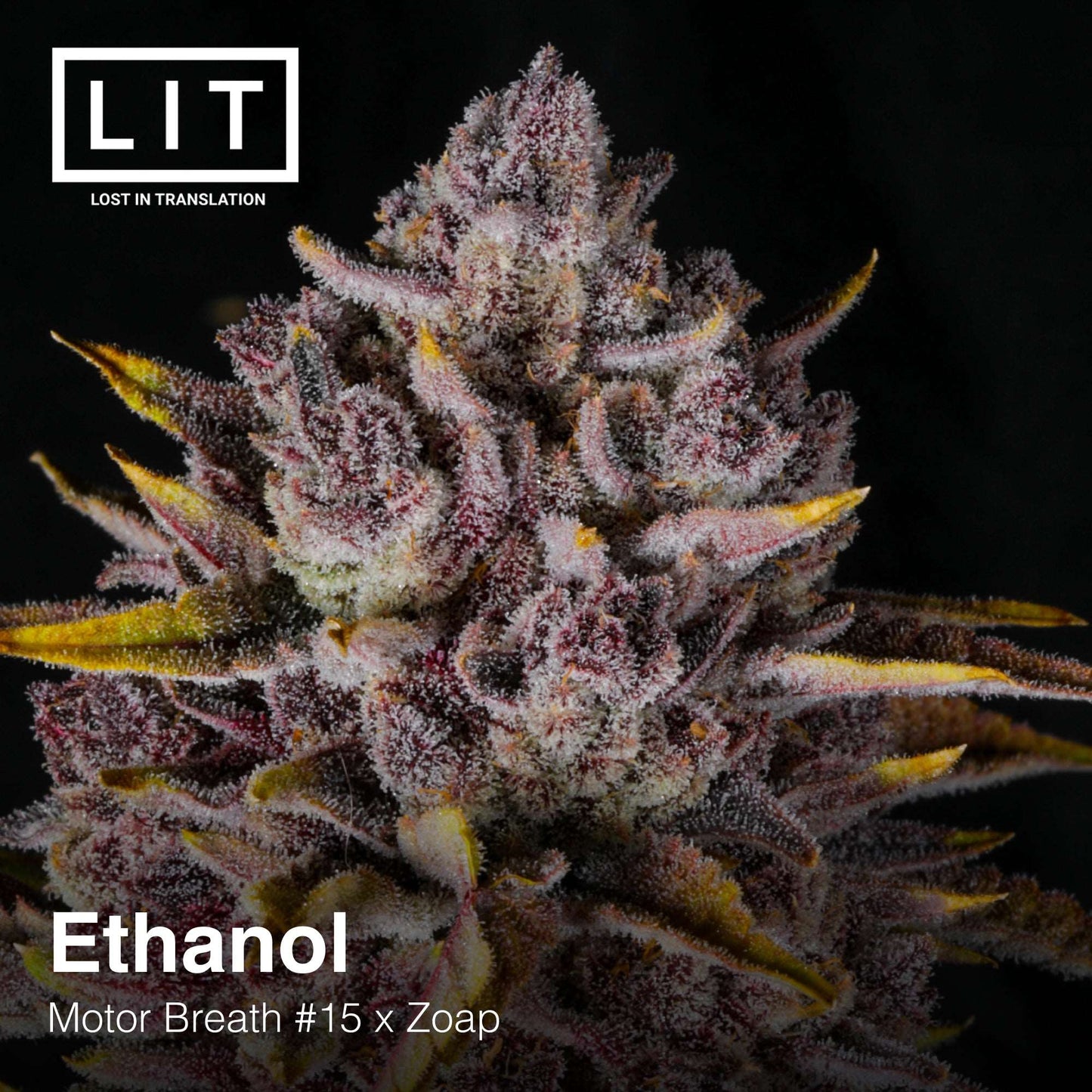 ETHANOL (FEM)