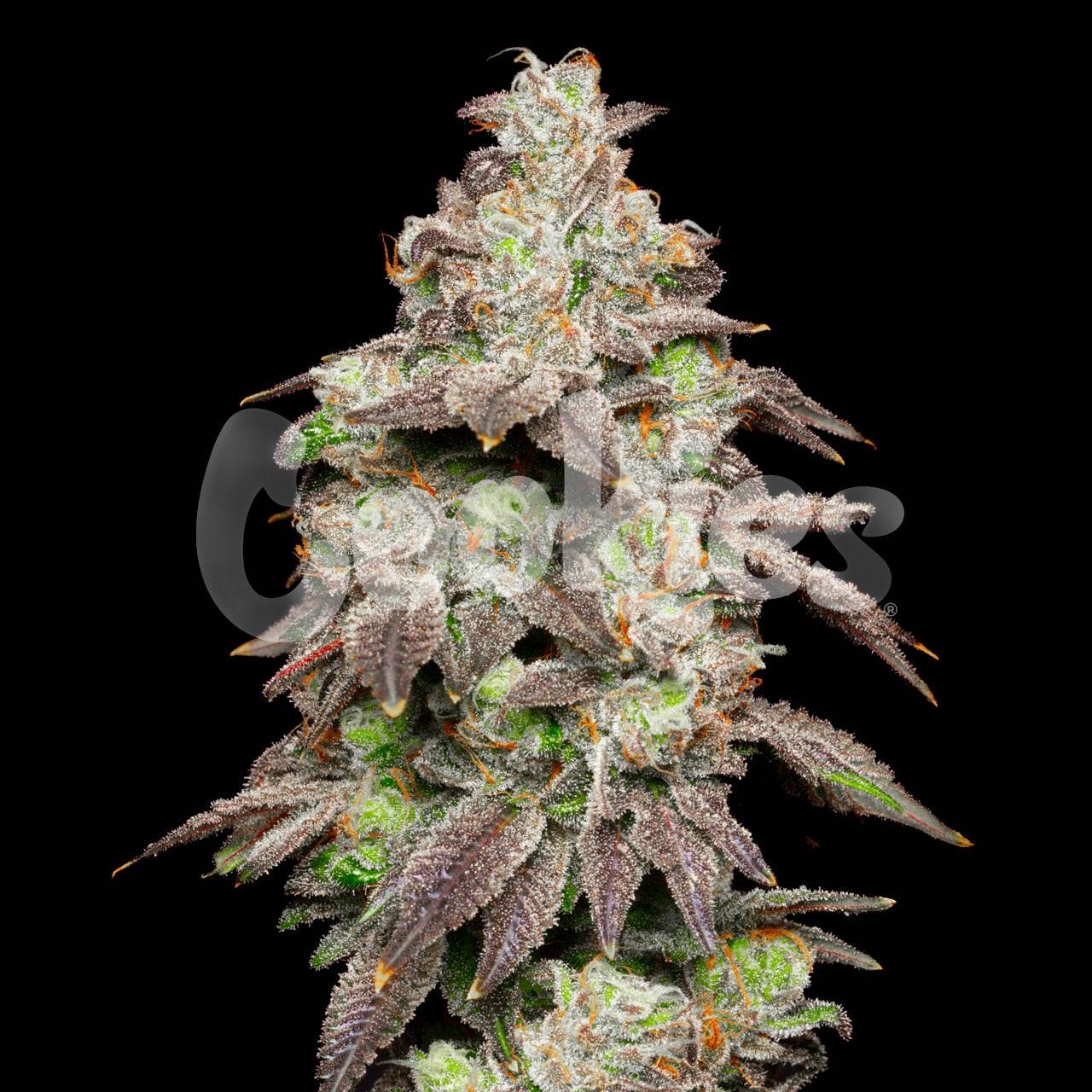 FRIED BANANA STRAIN, GUAVA STARDAWG X GELATO 41 COOKIES FEMINIZED SEEDS