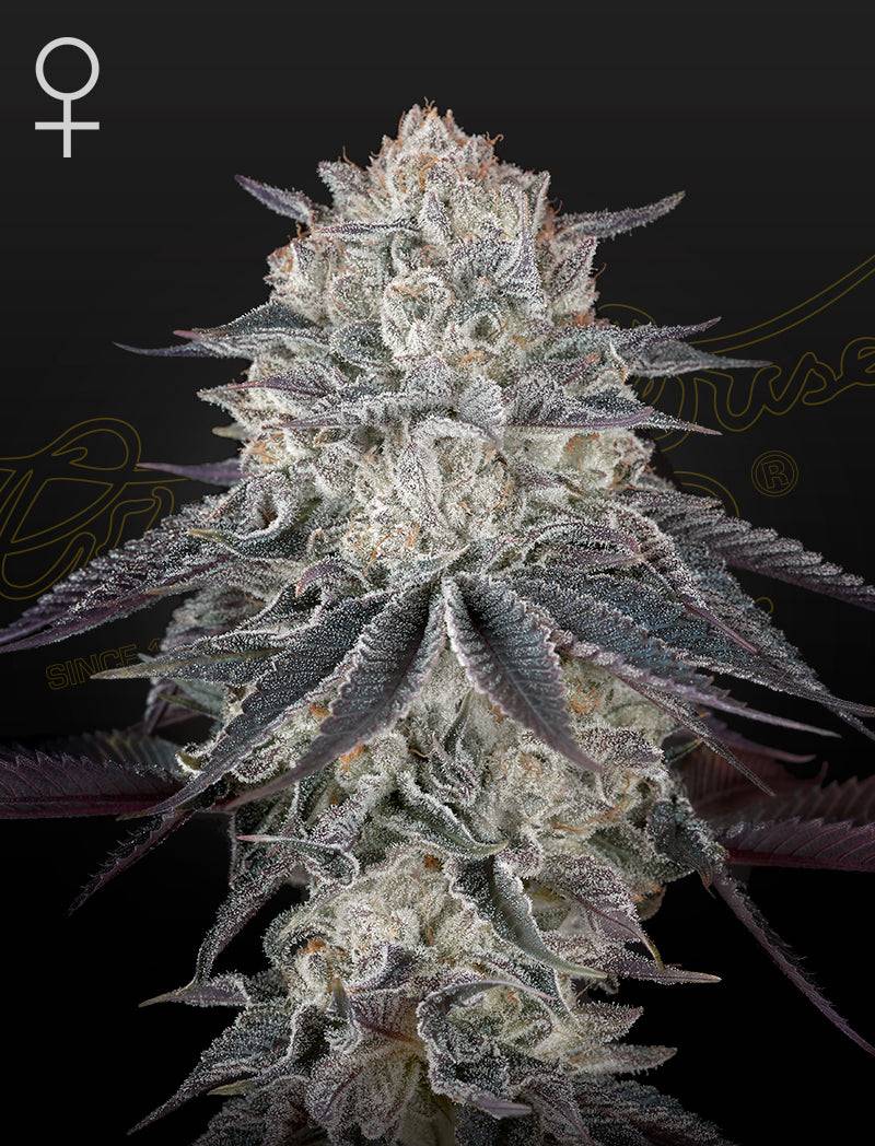 FULLGAS! (Exodus Cheese X Sherbert OG) Feminized Cannabis Seeds by Greenhouse Seed Co.
