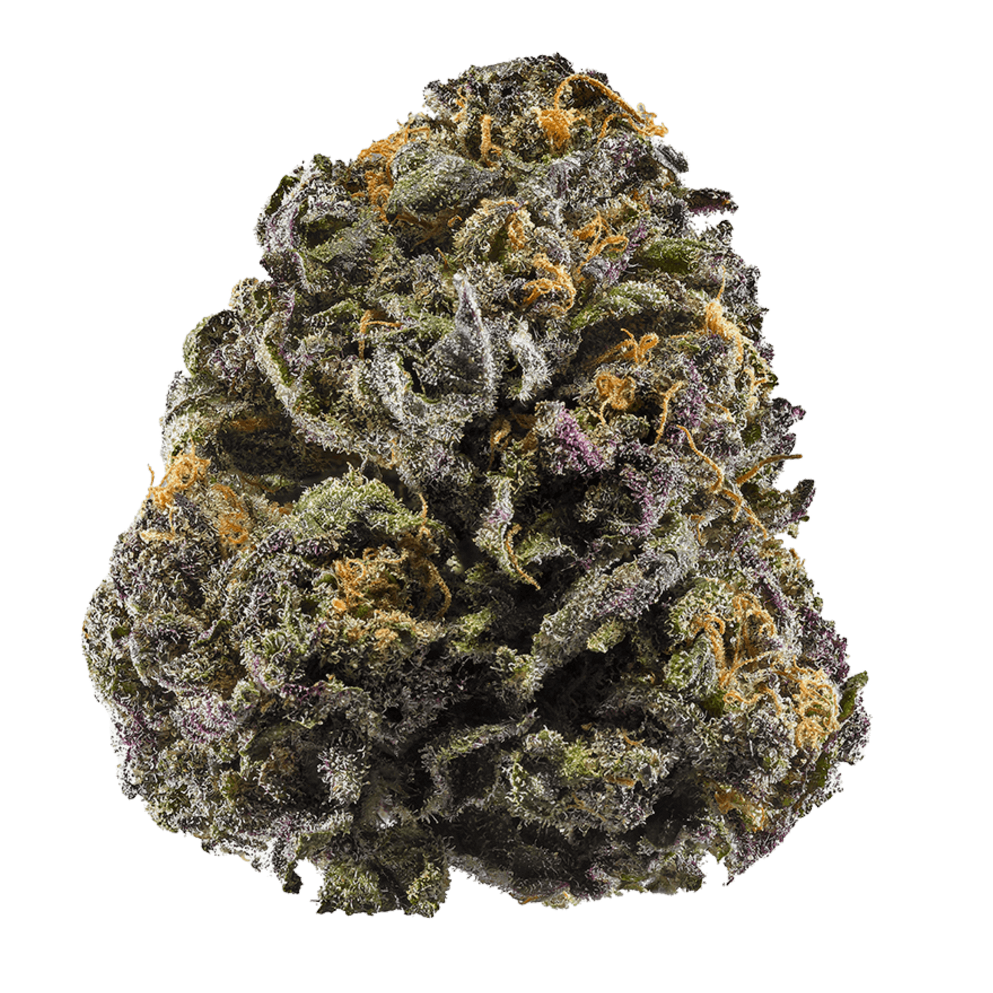 Grandaddy Purple, (AKA: GDP, Grandaddy Purple) Purple Urkle x Big Bud, Feminized Cannabis Seeds