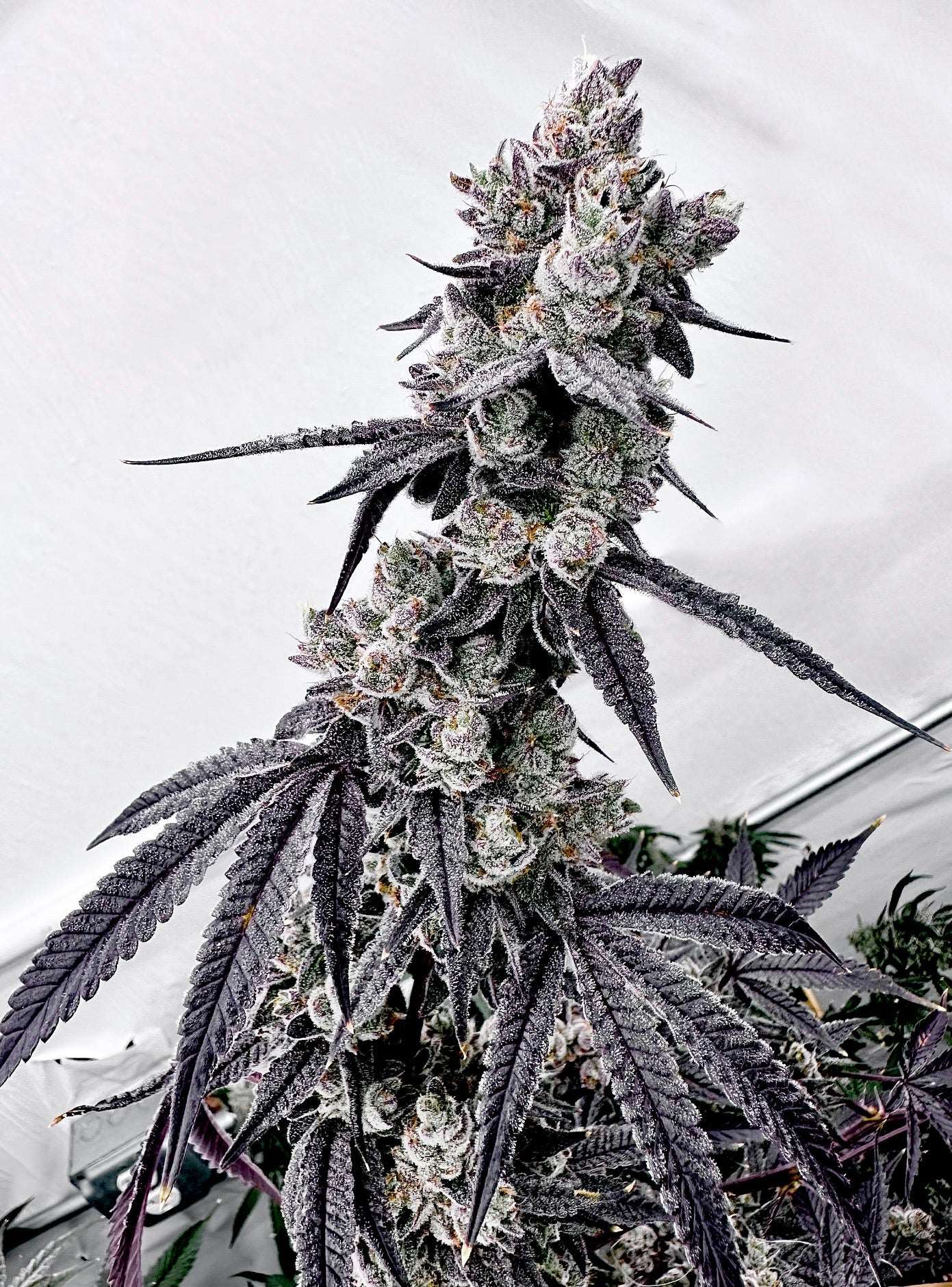 Grapechata Mother: Horchata Reversal: Grape Jubilee Exotic Genetix
