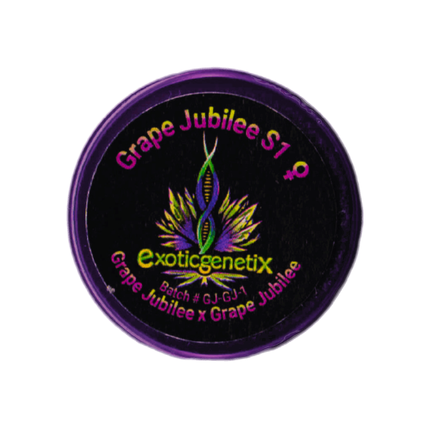 GRAPE JUBILEE S1 Grape Jubilee x Grape Jubilee Exotic Genetix