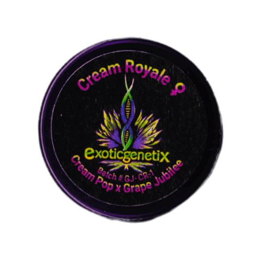 CREAM ROYALE Cream Pop x Grape Jubilee Exotic Genetix