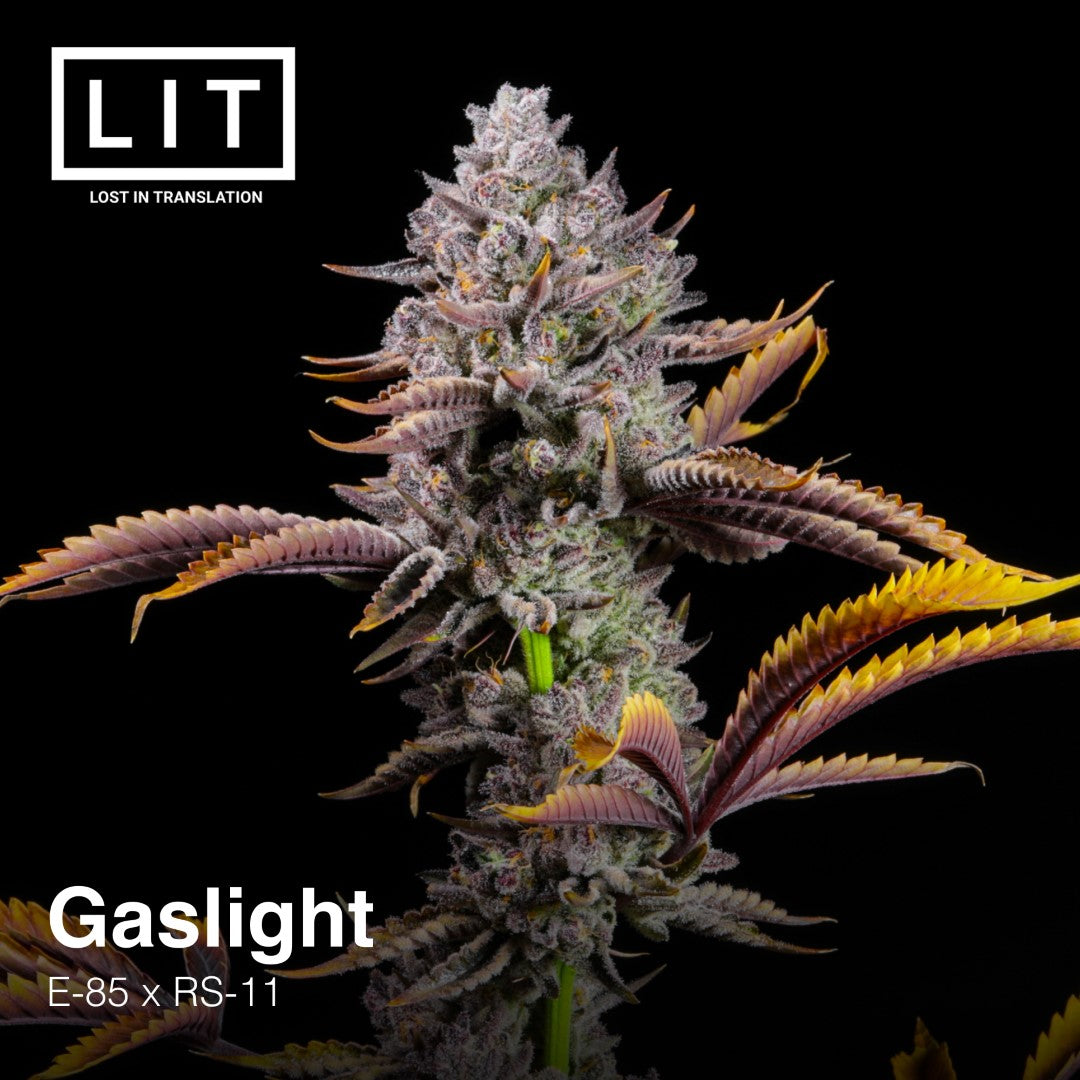 GASLIGHT FEM