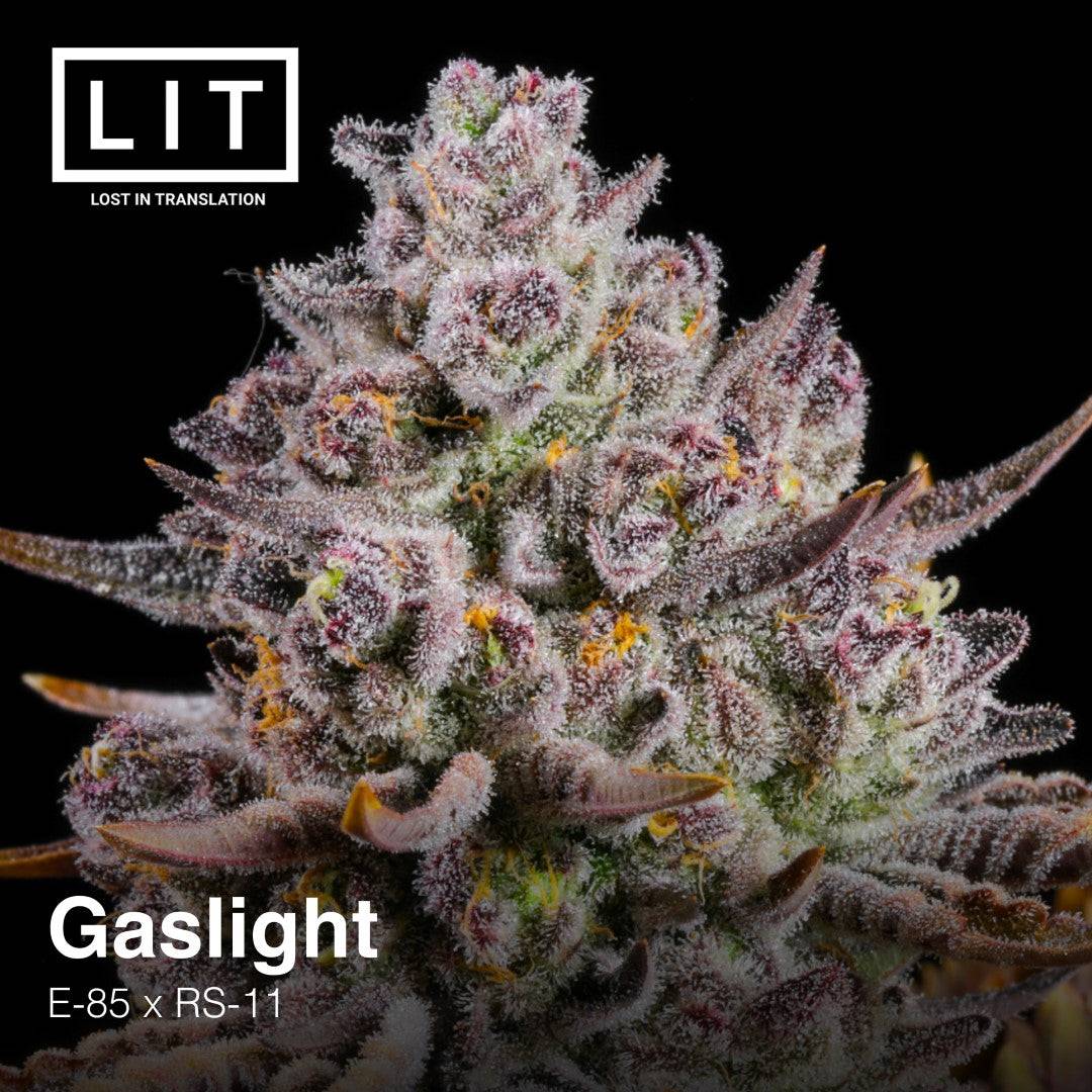 GASLIGHT (E85 x RS11) LIT FARMS FEMINIZED CANNABIS SEEDS
