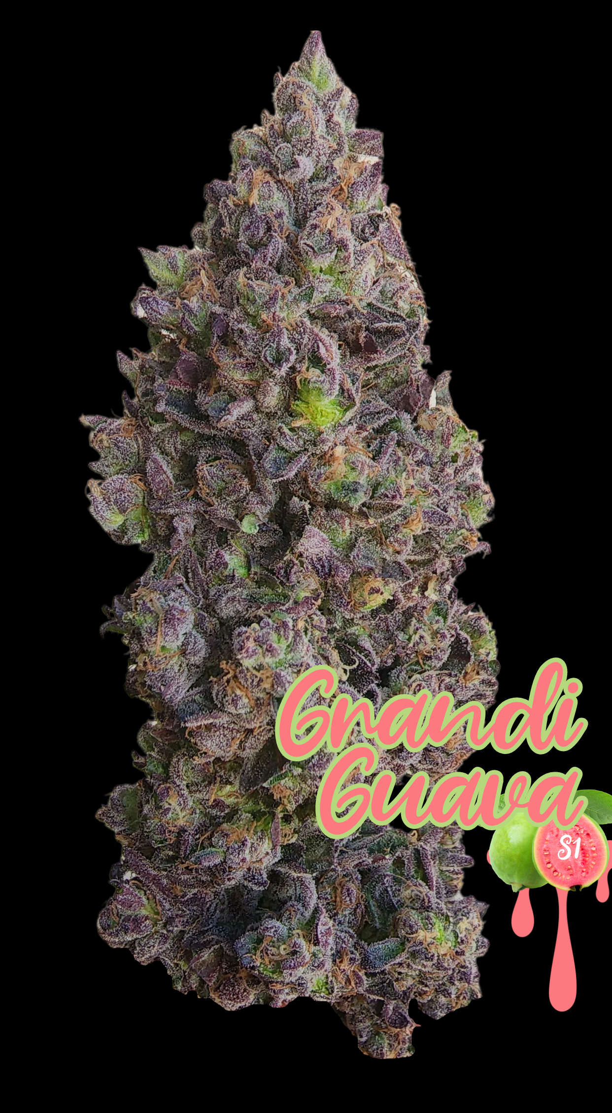 GRANDI GUAVA S1 STRAIN FEMINIZED CANNABIS SEEDS