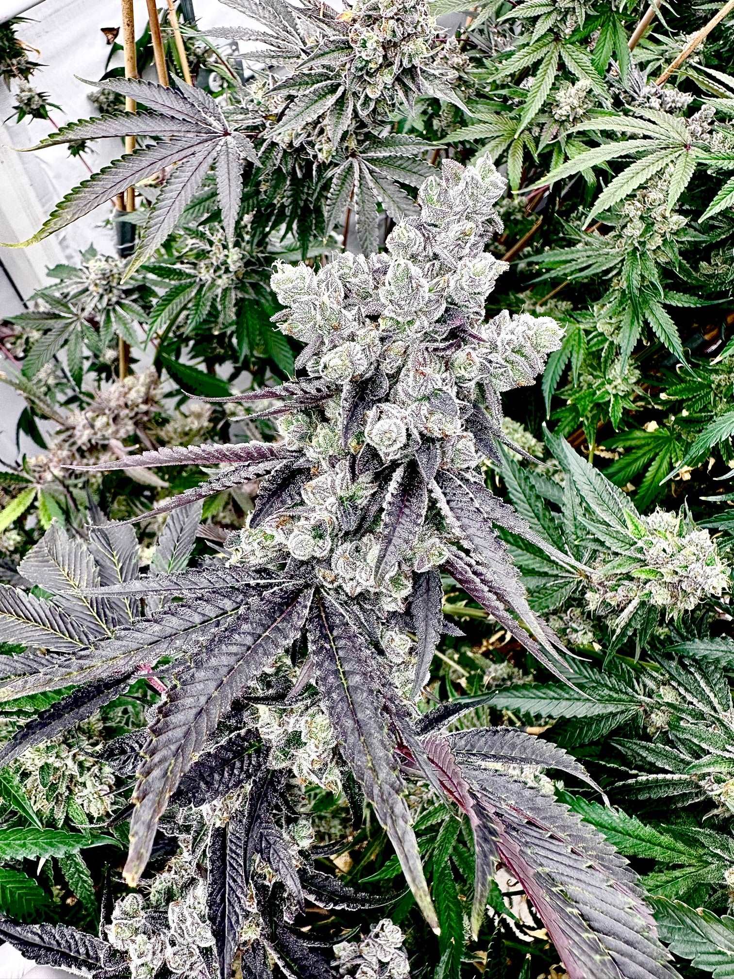 Grape Gary Mother: Gary Payton Reversal: Grape Jubilee Exotic Genetix