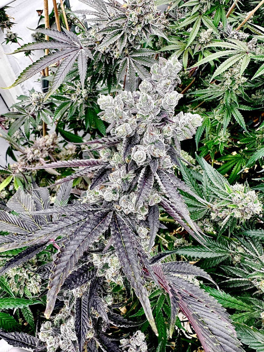 Grape Gary Mother: Gary Payton Reversal: Grape Jubilee Exotic Genetix