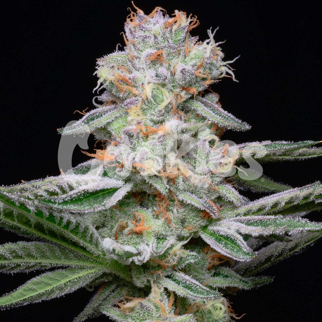 GRAPEFRUITZ STRAIN, ZKITTLES X SUNSET SHERBET COOKIES FEMINIZED SEEDS