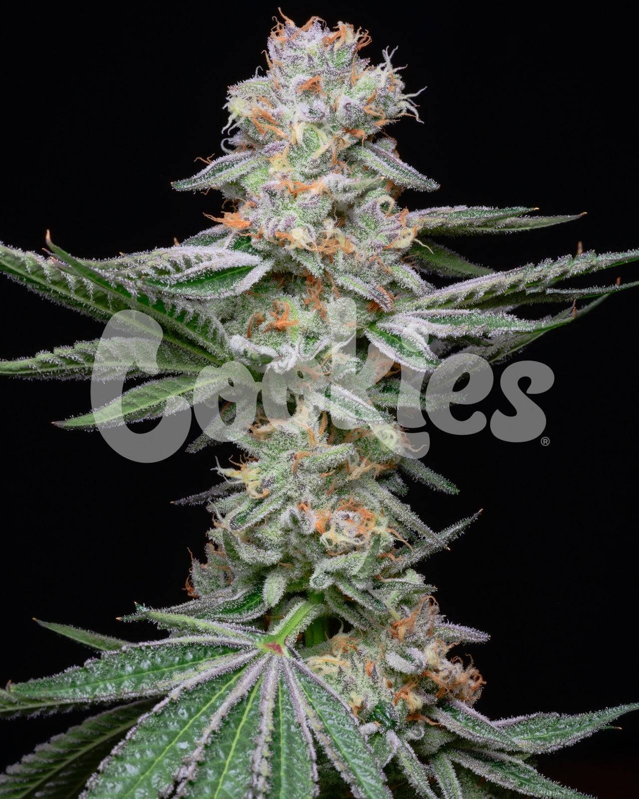 GRAPEFRUITZ (FEM)