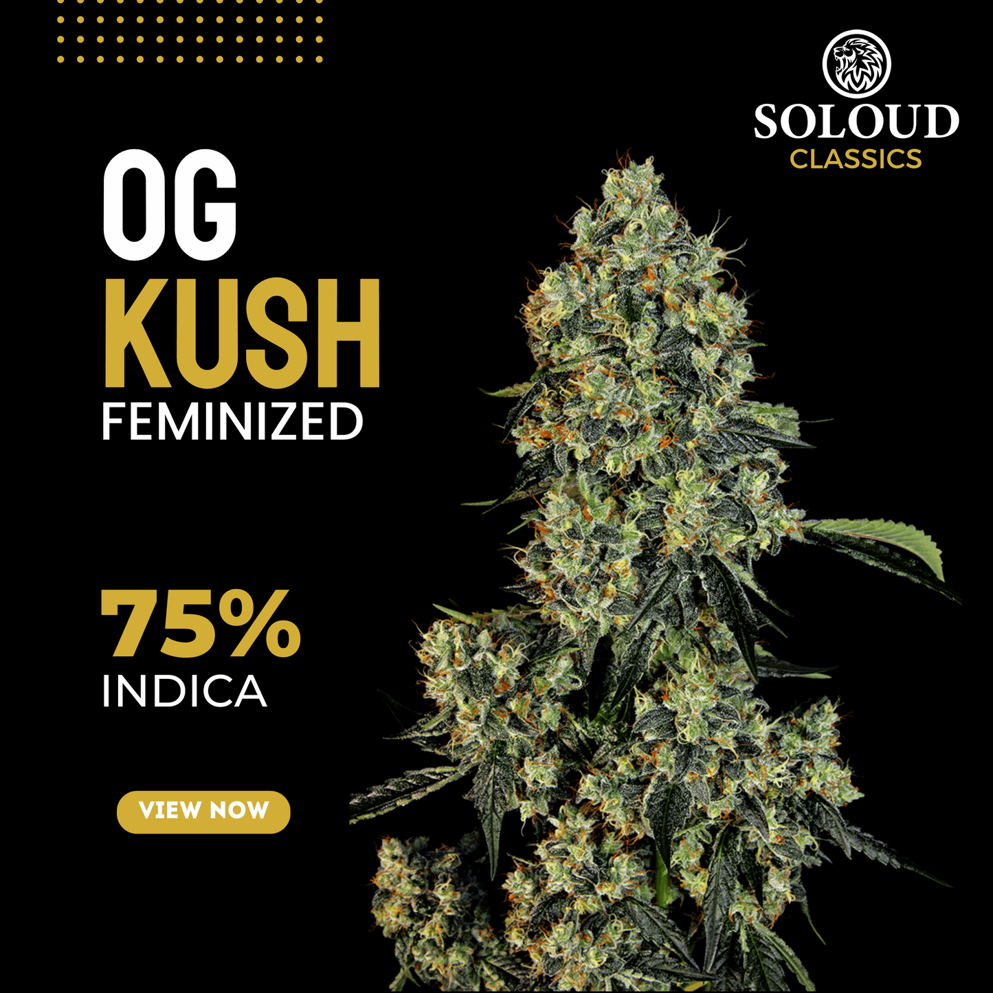 OG KUSH LEMON THAI X PAKASTANI X CHEMDAWG FEMINIZED CANNABIS SEEDS