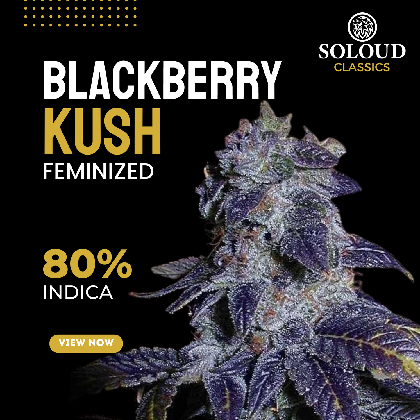 Blackberry Kush Bubba Kush x Blackberry