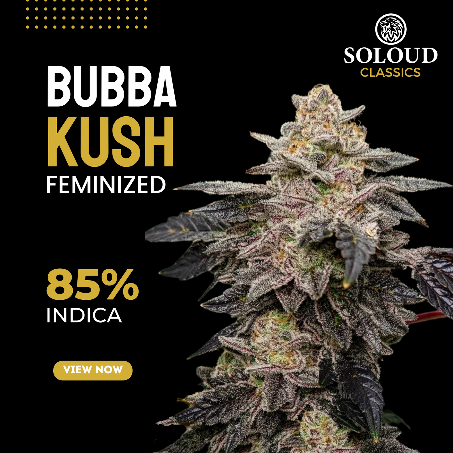 BUBBA KUSH STRAIN FEMINIZED CANNABIS SEEDS
