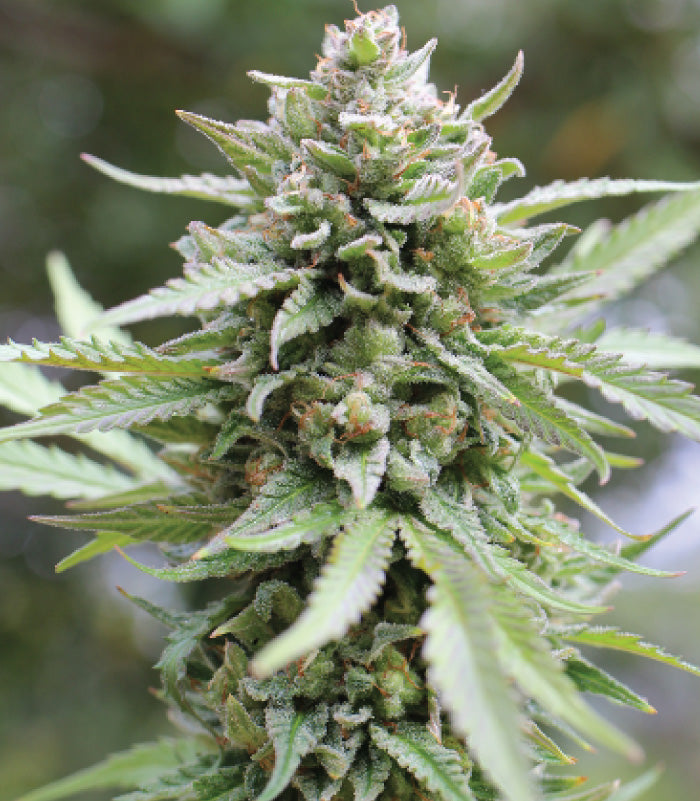 LEMONGRASS AUTO AUTO FEM