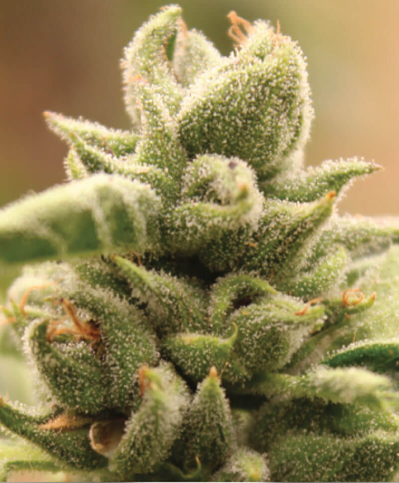 MANGO SHERBERT FEM