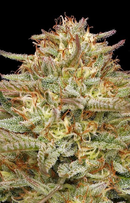 ORANGE CREAMPOP FEM