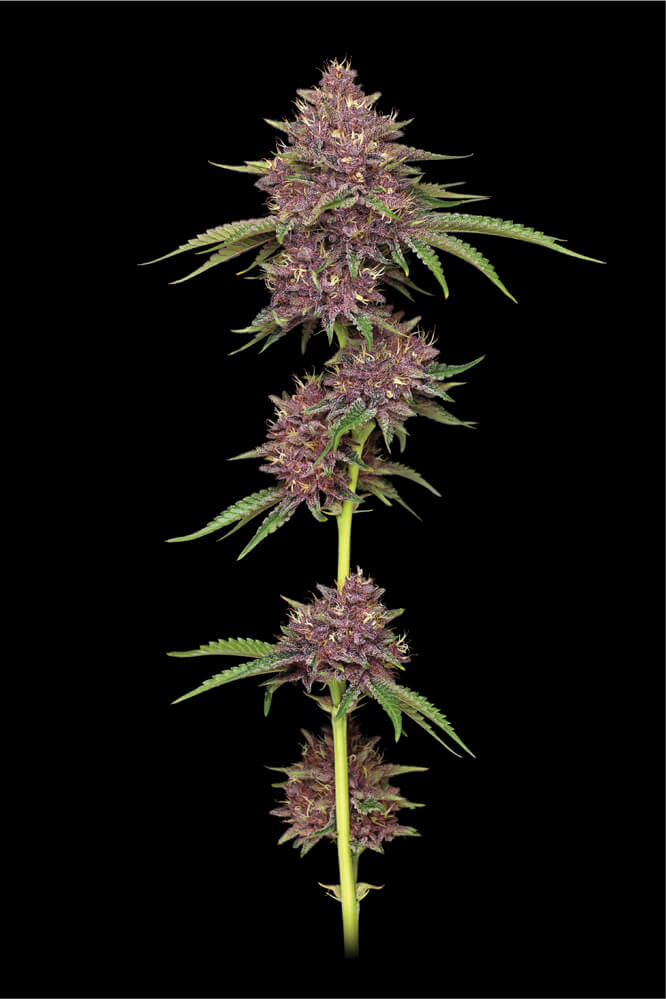 PURPZ FEM