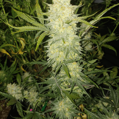 BANANACANE FEM — 3 PACK