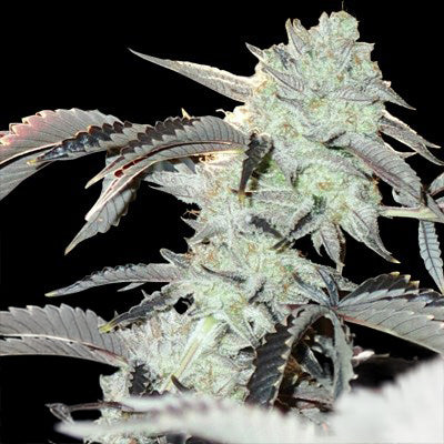 FROZEN GELATO FEM — 3 PACK