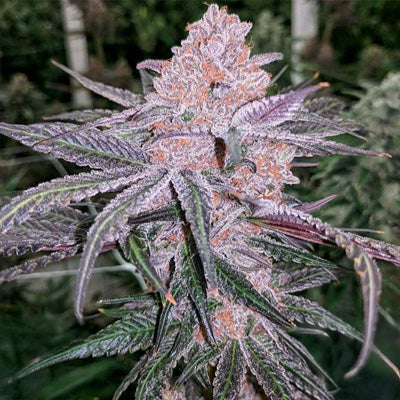 Jellysickle Feminized Seeds - 6 – In House Genetics