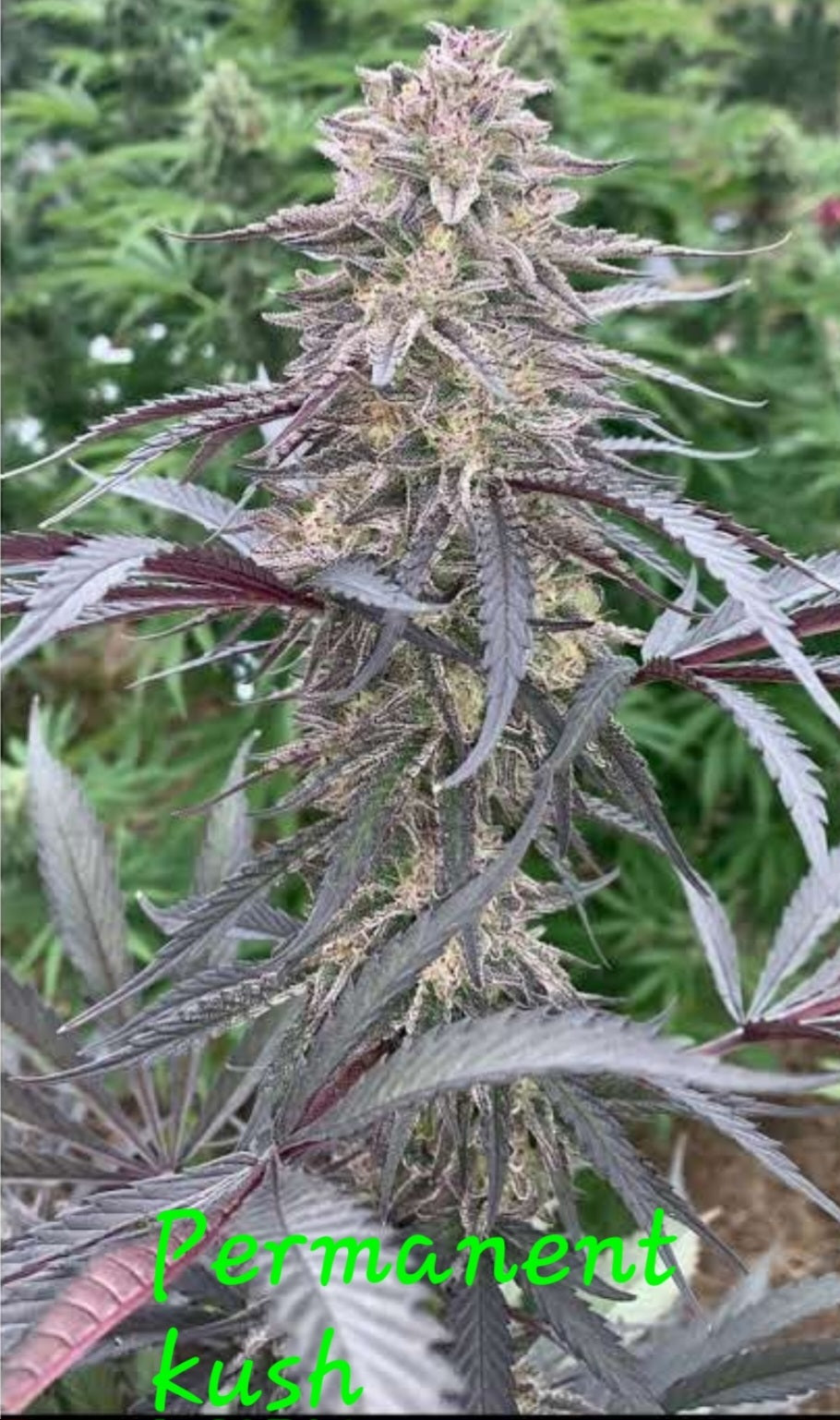 PERMANENT KUSH FEM — 3 PACK