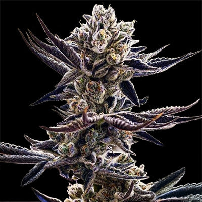 PLATINUM KUSH BREATH FEM — 3 PACK