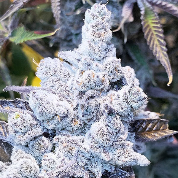 SLURRICANE #7 S1 FEM — 3 PACK