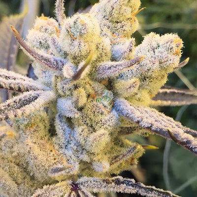 SUGAR CANE FEM — 3 PACK