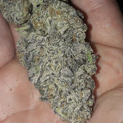 ZURPLE PUNCH BX FEM