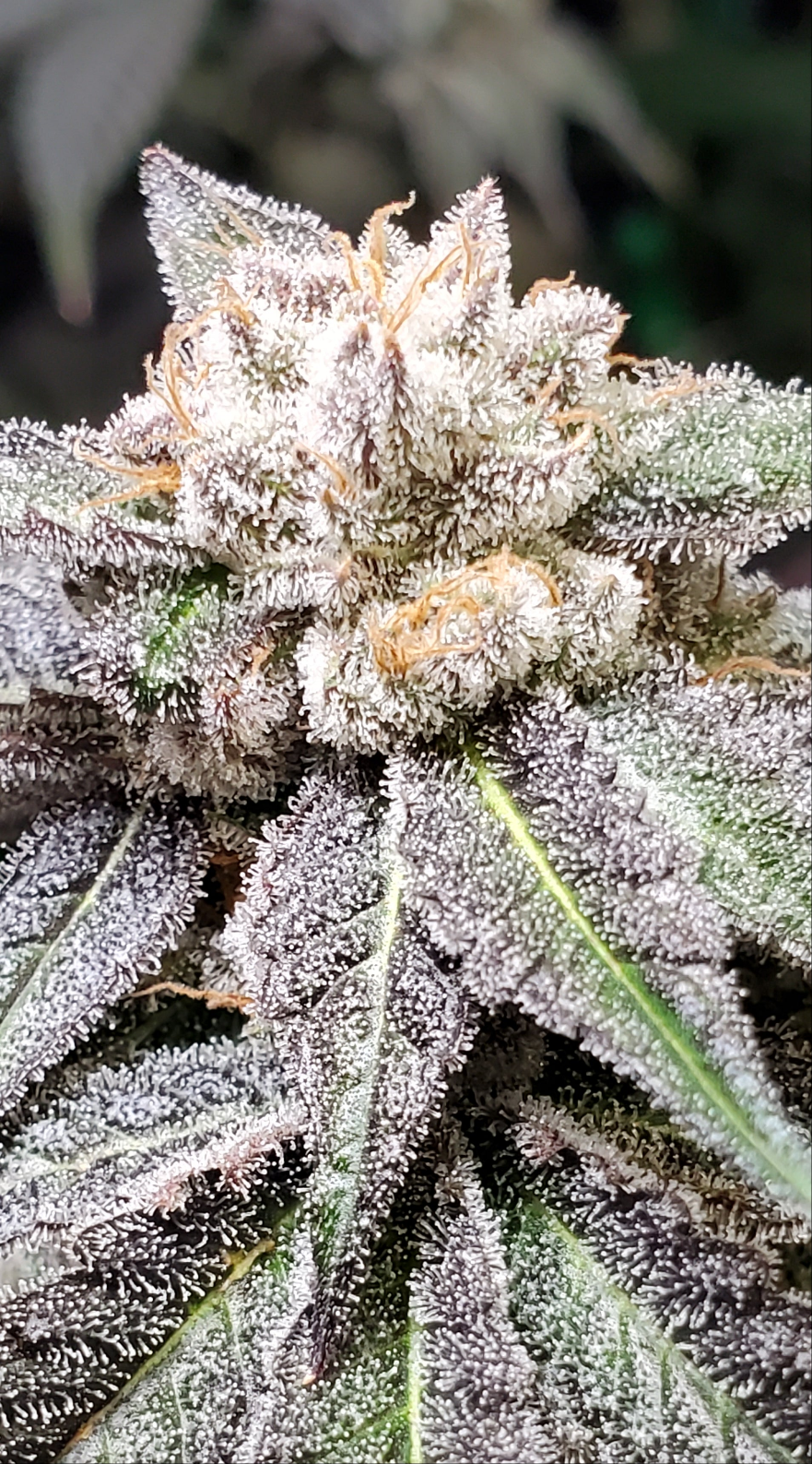 RED BANANA (BANANA SPLITTERZ X RED RUNTZ) FEM
