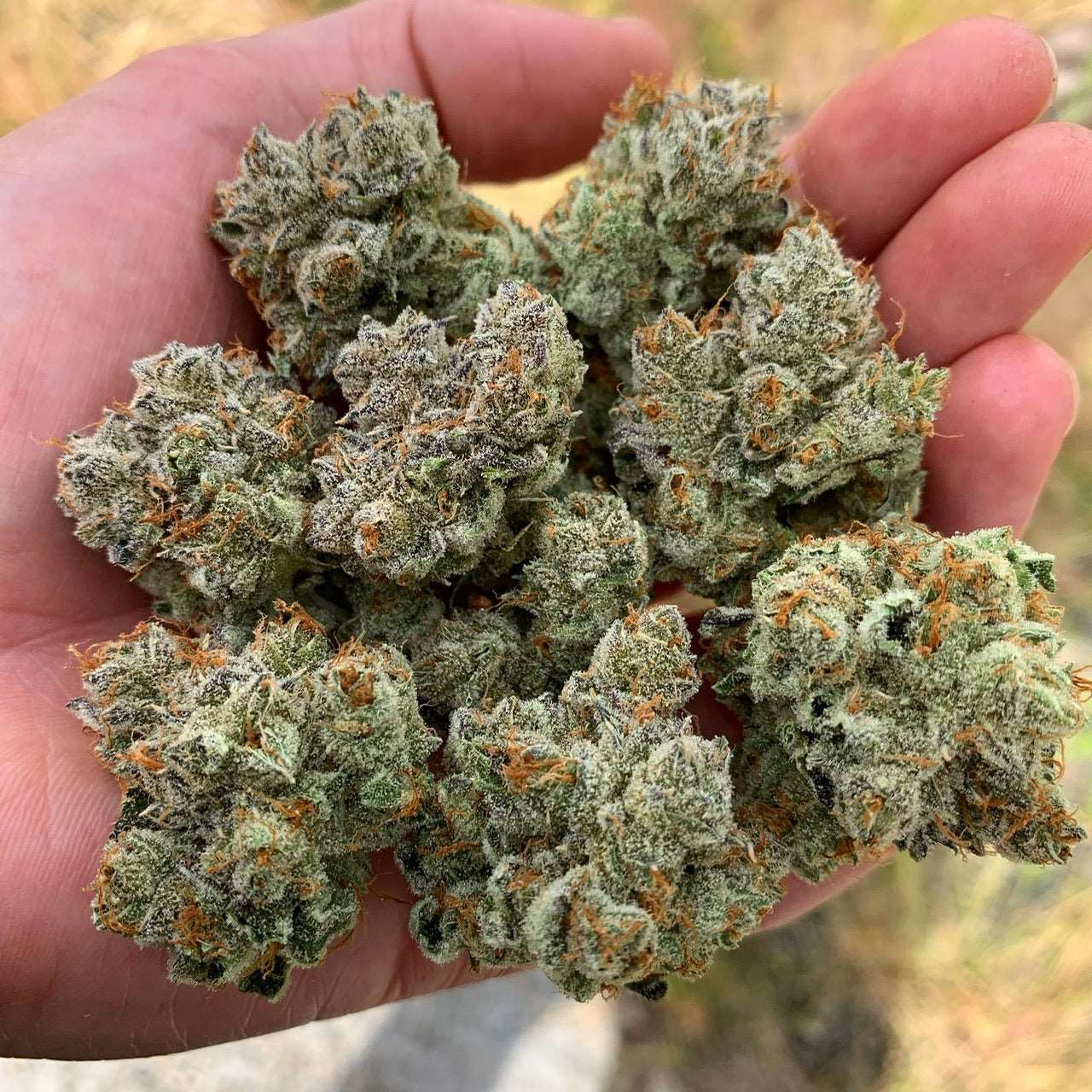 Neon Sunshine (Zkittlez x Falcon-9) Exotic Genetix