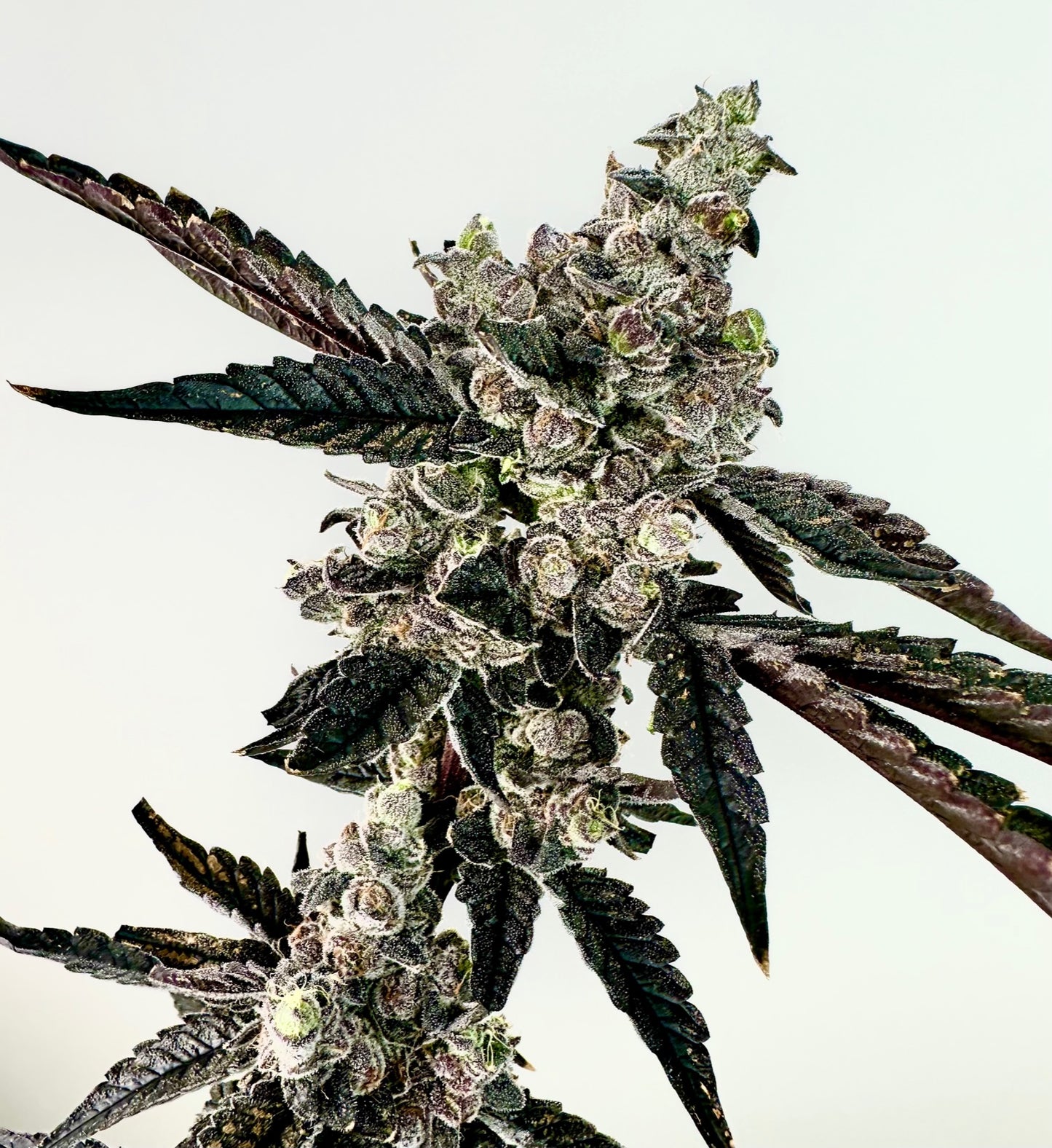 Ring Of Sour ( Sour Power x Gary Poppins )