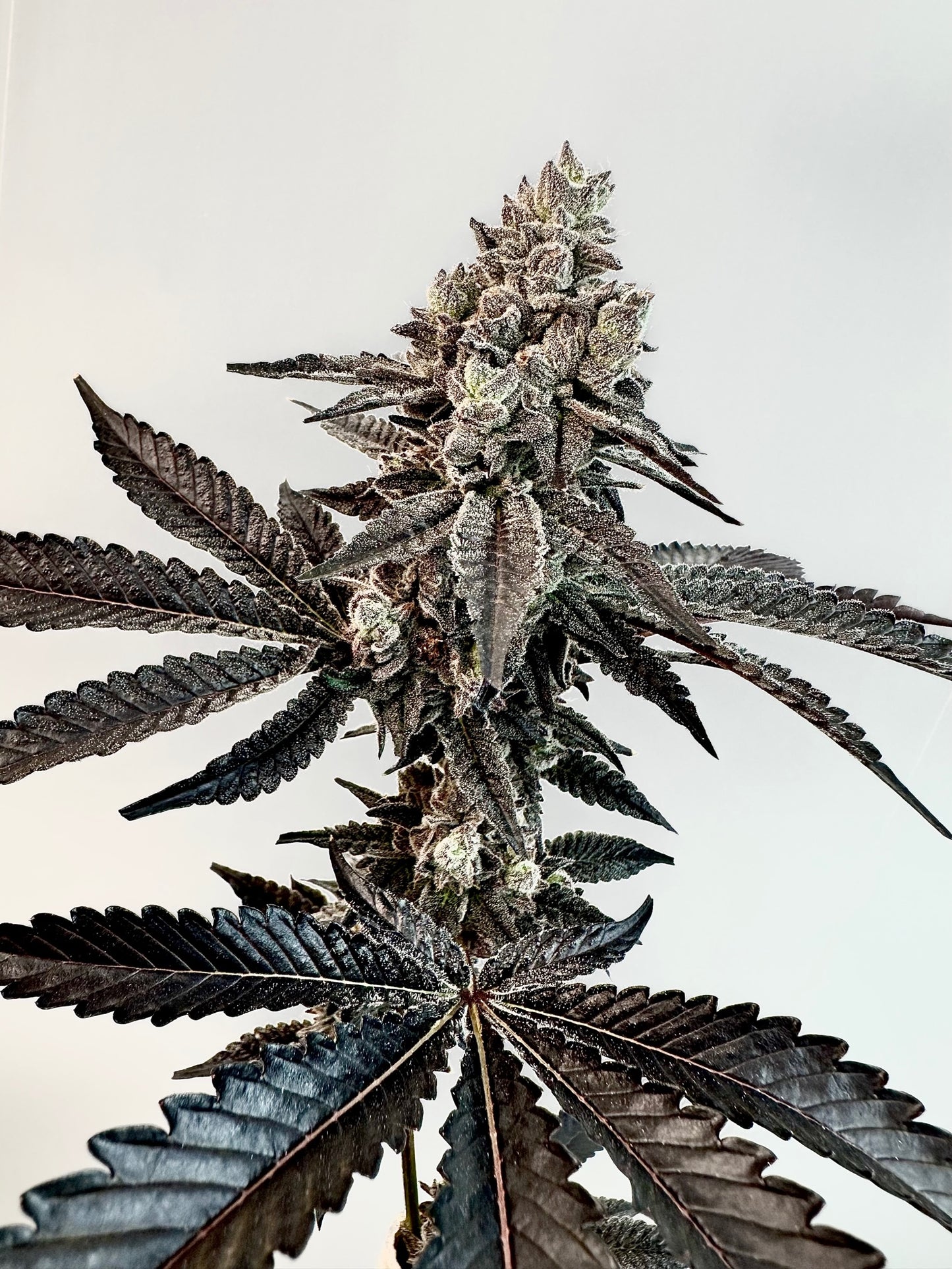 Slaphappy ( Tina x Gary Poppins )