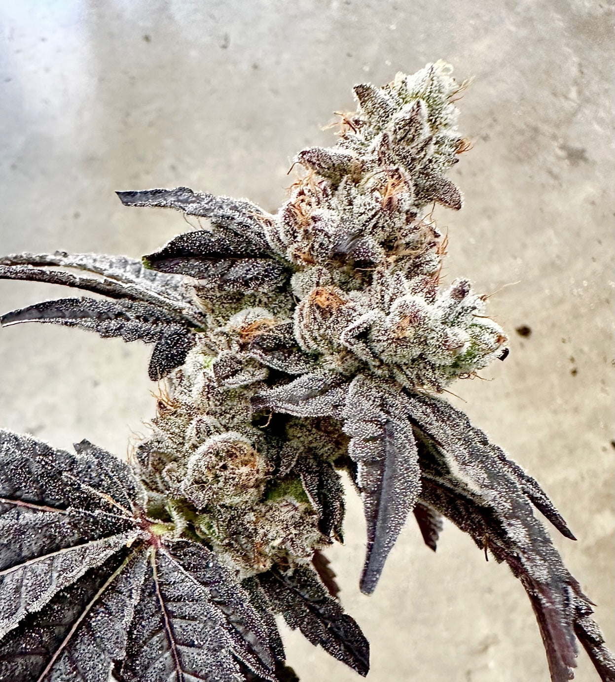 Ben & Gary's (Ben & Berries x Gary Poppins) Exotic Genetix